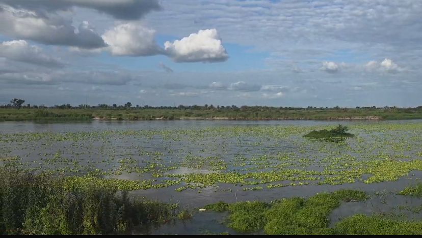 Aparición masiva de algas en el río Dulce genera sorpresa y preocupación