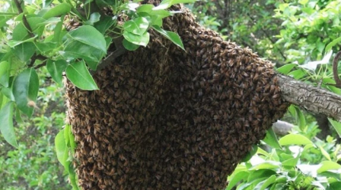 Pánico en Los Morales: una familia fue atacada por un enjambre cuando hacía tareas de limpieza