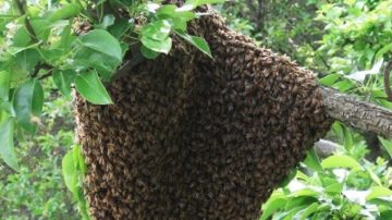 Pánico en Los Morales: una familia fue atacada por un enjambre cuando hacía tareas de limpieza