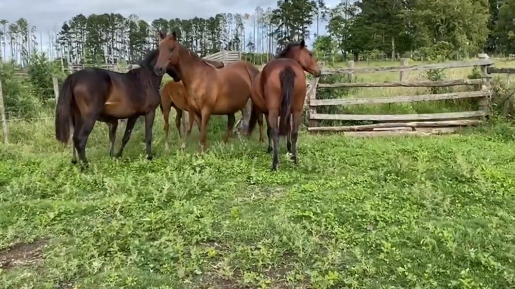 Abigeato: dejó atados a dos yeguarizos, al regresar solo encontró restos de ellos
