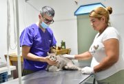 Reabrió la Sala de Castración Municipal en Frías: servicio gratuito para perros y gatos