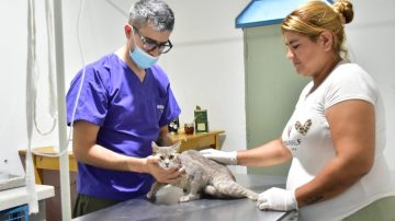 Reabrió la Sala de Castración Municipal en Frías: servicio gratuito para perros y gatos