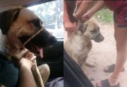 “Amarillo” necesita hogar: fue apuñalado dos veces durante un robo y su familia lo “abandonó”