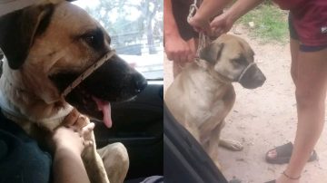 “Amarillo” necesita hogar: fue apuñalado dos veces durante un robo y su familia lo “abandonó”