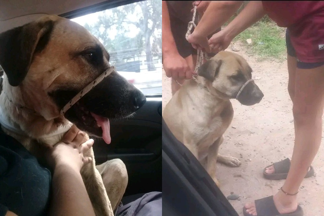 “Amarillo” necesita hogar: fue apuñalado dos veces durante un robo y su familia lo “abandonó”
