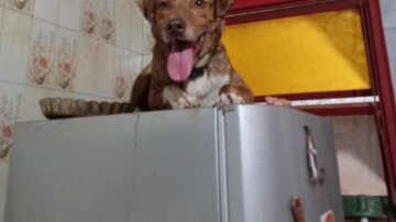 “Cachito”, el perro que terminó arriba de la heladera por los cohetes de Año Nuevo