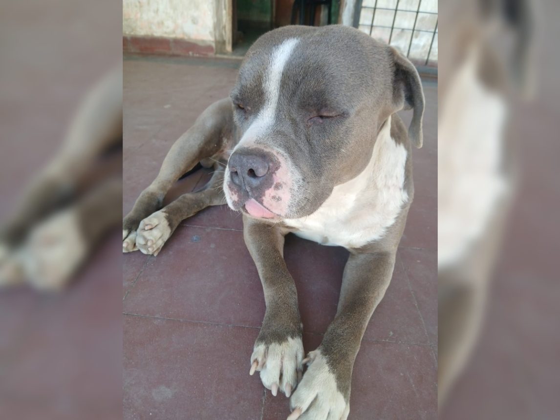 Buscan intensamente a un perro pitbull perdido desde hace un mes