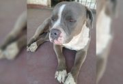 Buscan intensamente a un perro pitbull perdido desde hace un mes