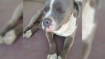 Buscan intensamente a un perro pitbull perdido desde hace un mes