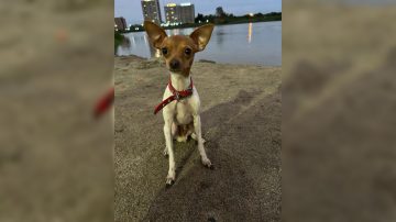 Buscan a una perrita desaparecida desde noviembre en el barrio Independencia