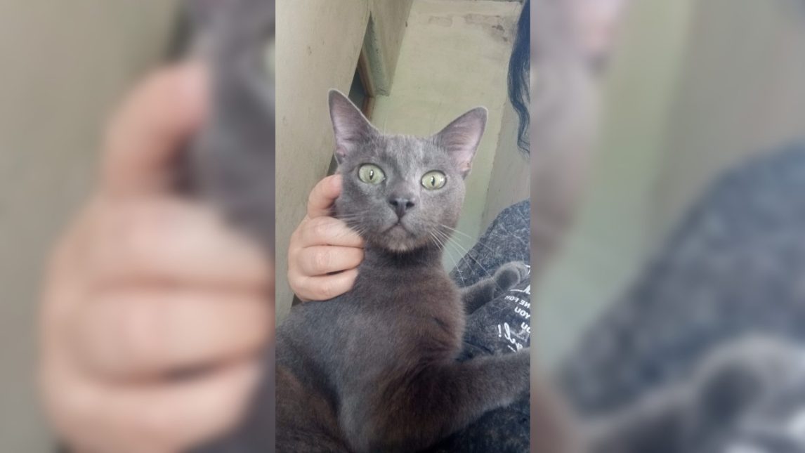 Buscan a “Juanito”, un gato que desapareció en el barrio Independencia