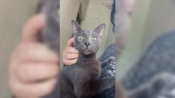 Buscan a “Juanito”, un gato que desapareció en el barrio Independencia