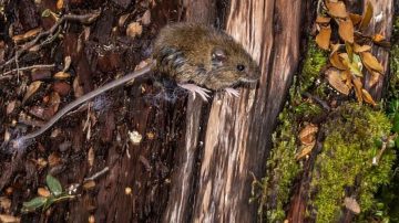 Murió otra nena por hantavirus en Buenos Aires y se enciende la alarma sanitaria en el país