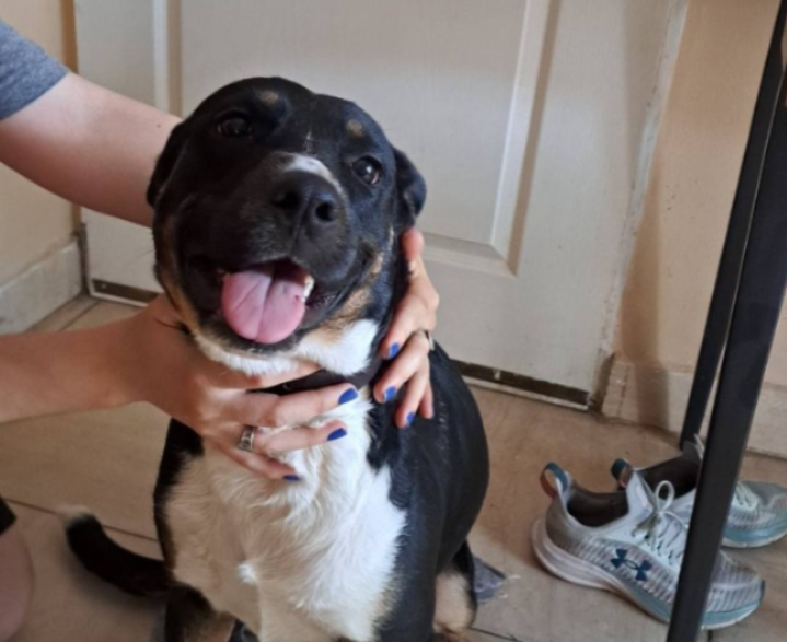 Buscan urgente un hogar para Pauli, la perrita que quedó sola tras el crimen en el barrio Centenario