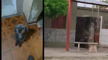 Buscan desesperadamente a “Lupita”; su dueña atraviesa un tratamiento oncológico