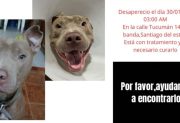 Desesperada búsqueda de “Polaco”, un pitbull enfermo en La Banda
