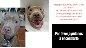Desesperada búsqueda de “Polaco”, un pitbull enfermo en La Banda