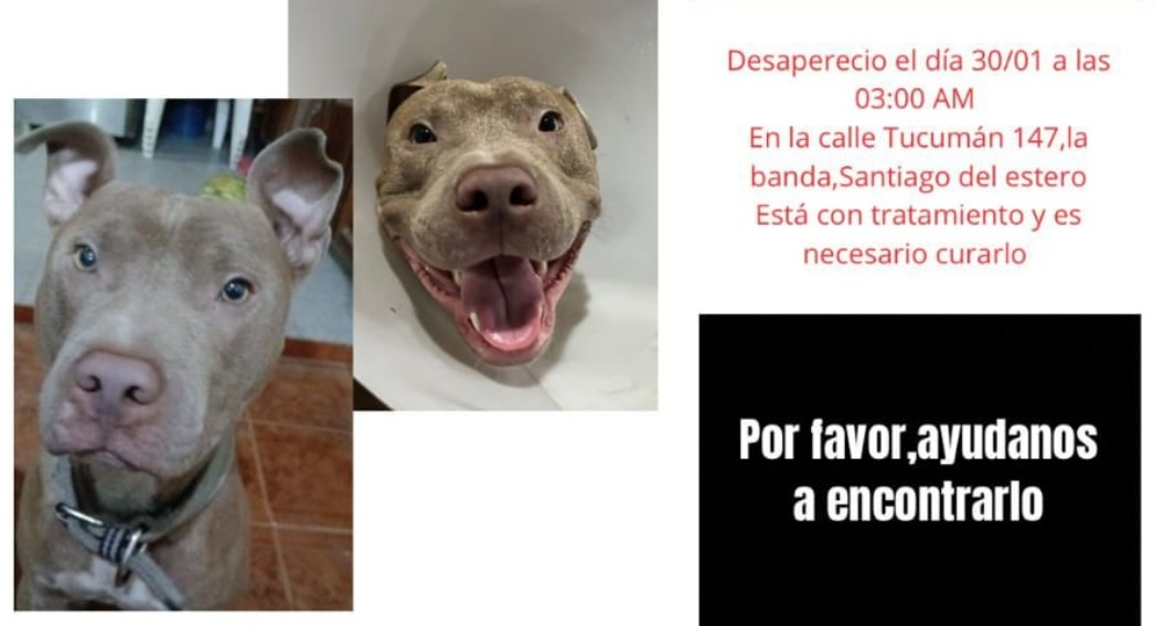 Desesperada búsqueda de “Polaco”, un pitbull enfermo en La Banda