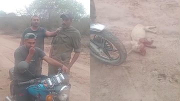 VÍDEO| Lo sorprendieron en pleno ilícito cuando se robaba un lechón