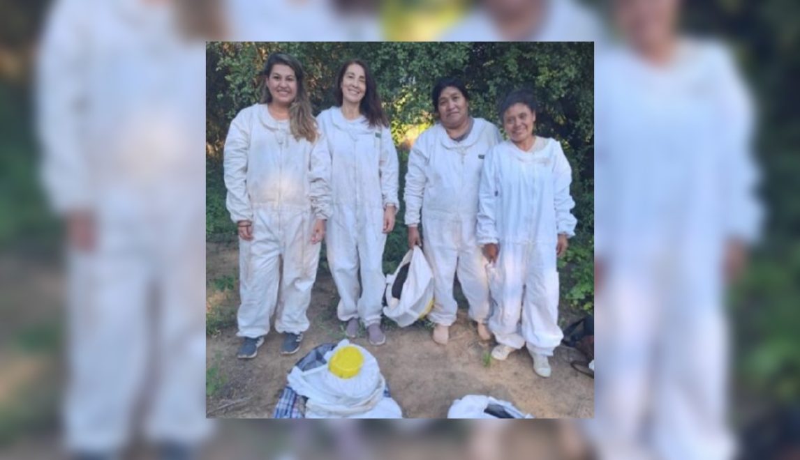 Orgullo: apicultoras santiagueñas ganaron un concurso de sustentabilidad del Grupo Bimbo