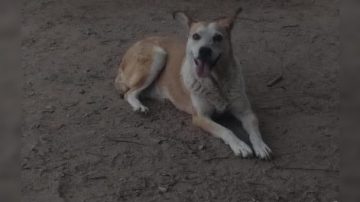 Buscan a una perrita que se extravió en la noche del 31 de diciembre