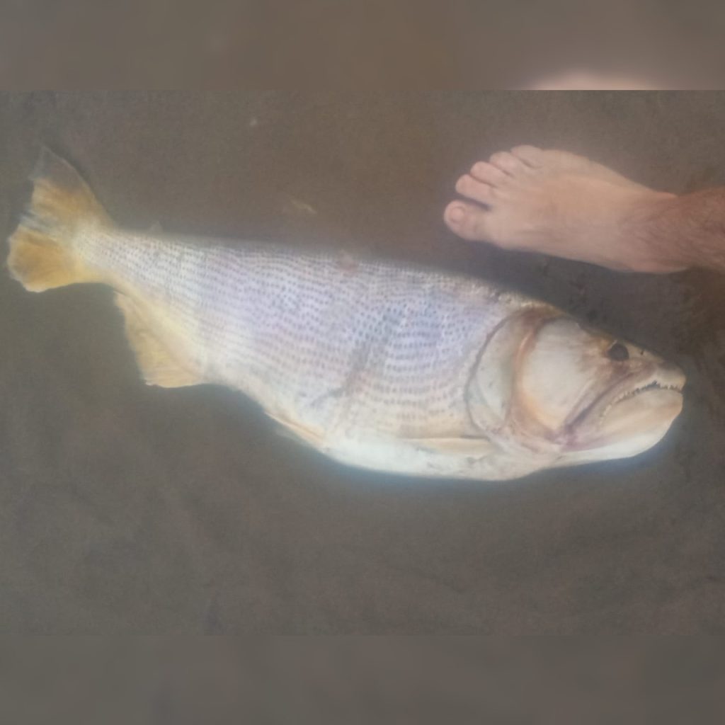 Denuncian mortandad de peces en el Río Dulce en Silípica