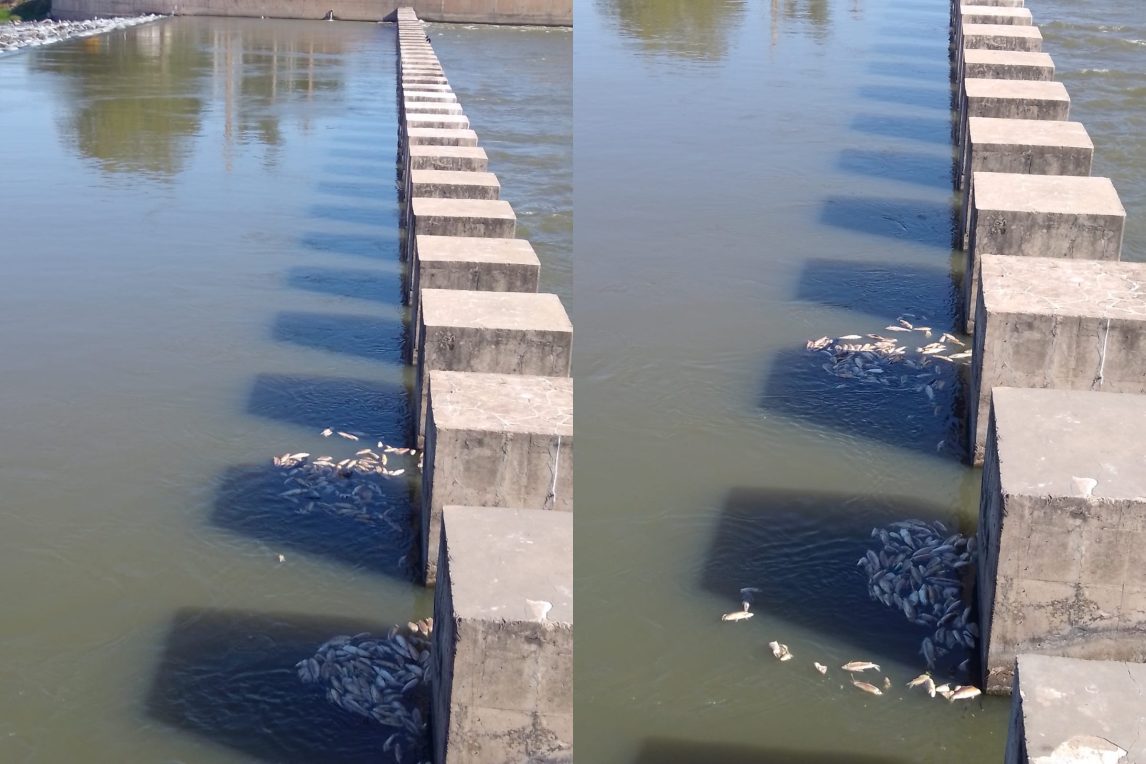 Difunden videos de peces muertos a metros del murallón del Dique Frontal