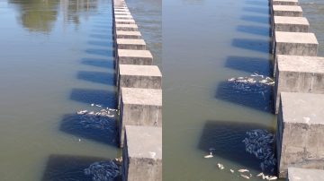 Difunden videos de peces muertos a metros del murallón del Dique Frontal