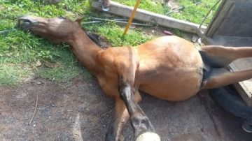 B° 17 de Octubre: vecinos temen por un poste de luz en el que ya se electrocutaron tres perros y un caballo