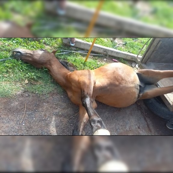 B° 17 de Octubre: vecinos temen por un poste de luz en el que ya se electrocutaron tres perros y un caballo