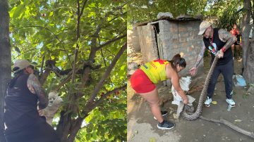 Una lampalagua de 2,5 metros “paseaba” por el B° Avenida: lograron rescatarla para su preservación