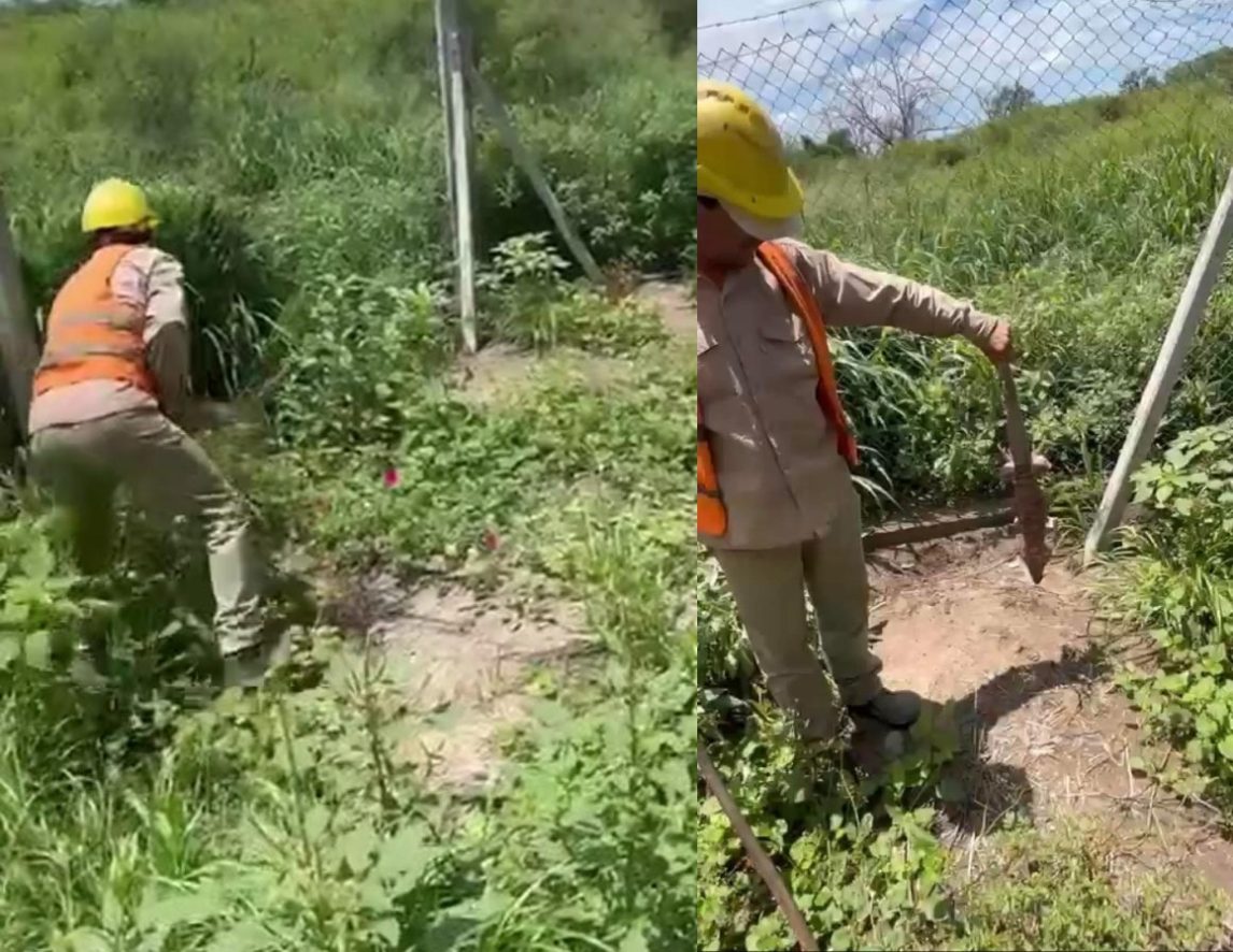 Operarios mataron a palazos a una iguana, lo compartieron en redes y serán despedidos