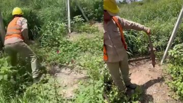 Operarios mataron a palazos a una iguana, lo compartieron en redes y serán despedidos