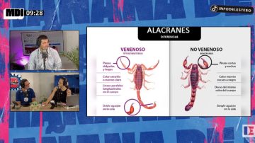 Recomiendan no matar escorpiones y llevarlos al Instituto de Animales Venenosos