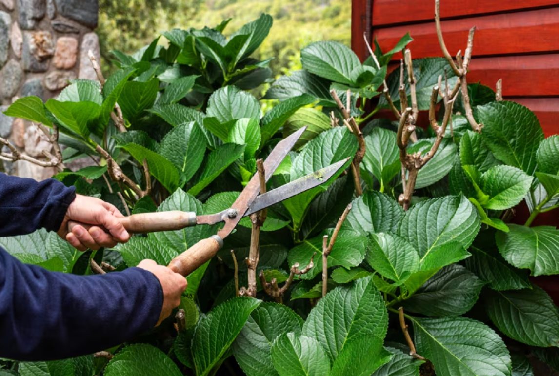 B° Juan Felipe Ibarra: delincuente se hizo pasar por jardinero y le robó dinero y un celular a una jubilada