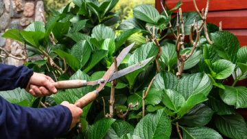 B° Juan Felipe Ibarra: delincuente se hizo pasar por jardinero y le robó dinero y un celular a una jubilada