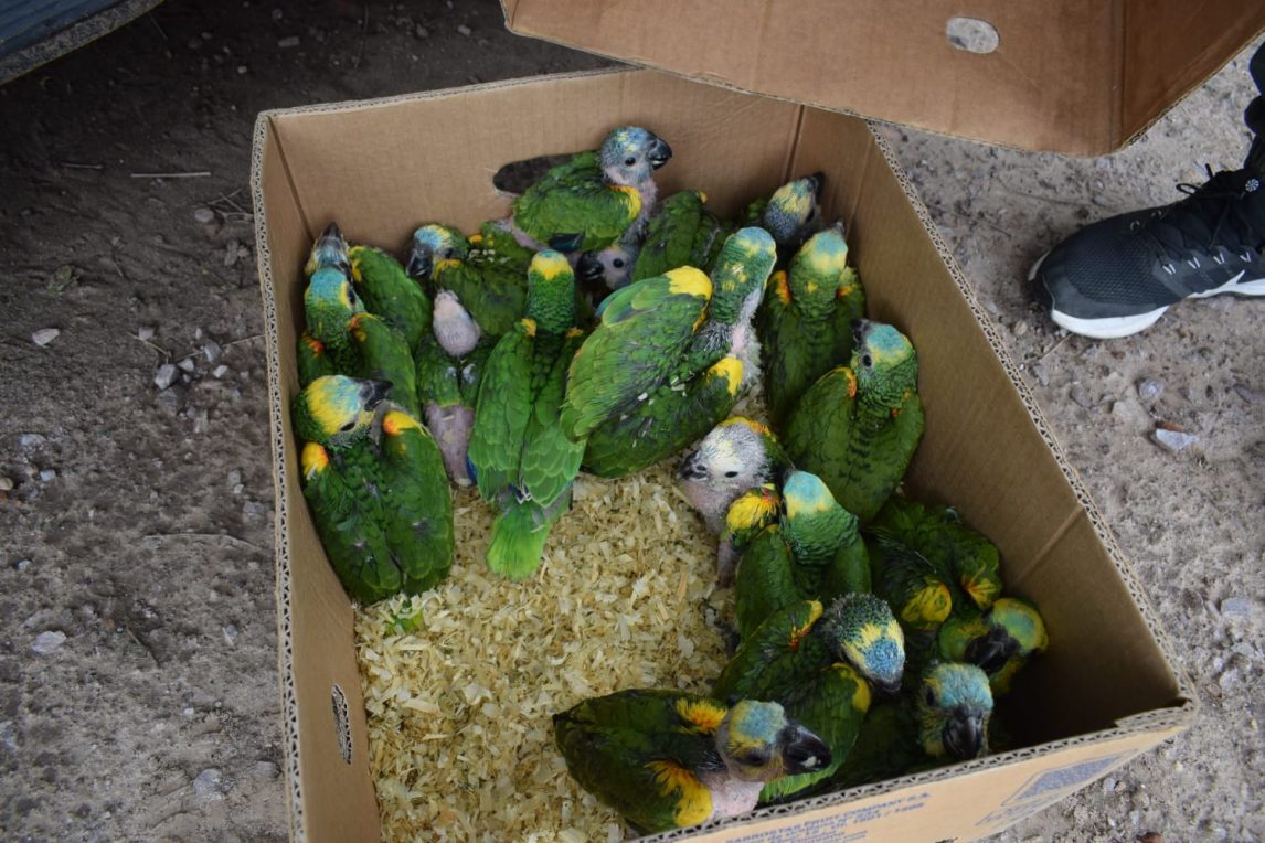 Rescataron a una veintena de pichones de loros habladores en Beltrán