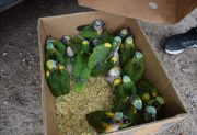 Rescataron a una veintena de pichones de loros habladores en Beltrán