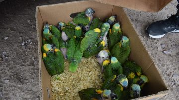 Rescataron a una veintena de pichones de loros habladores en Beltrán