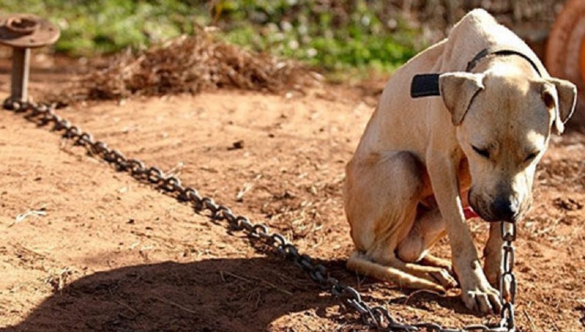 Denunciaron a un hombre por maltrato animal y aseguran que envenenó y mató a siete perros