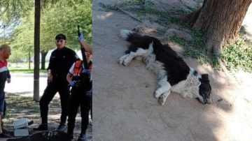 Un hombre acribilló a tiros a un perro en Loreto e investigan si tiene problemas mentales