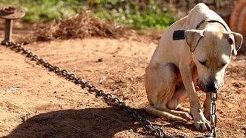 Denunciaron a un hombre por maltrato animal y aseguran que envenenó y mató a siete perros