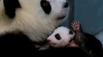 Del peligro a la esperanza: el oso panda salió de la lista de los animales en peligro de extinción