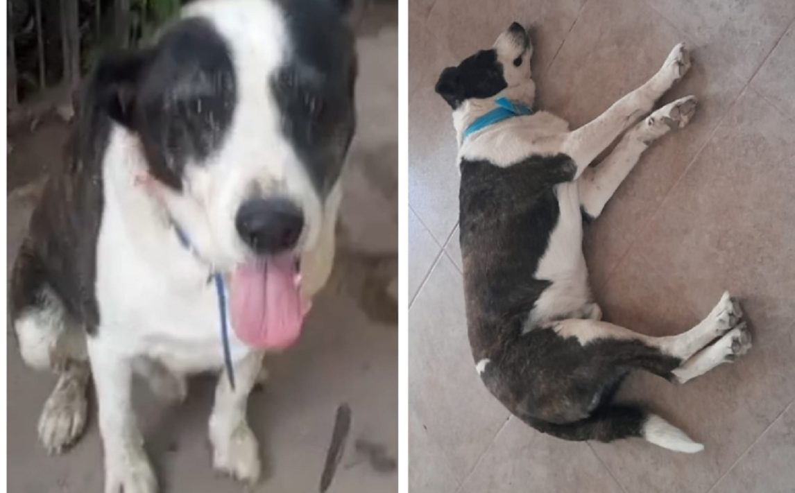 Buscan intensamente a “Manchi”, un viejito de 15 años: hay recompensa