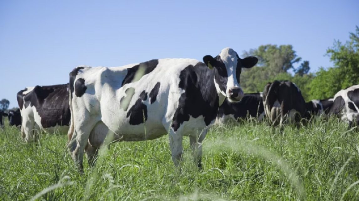Monte Quemado: ganadero denunció a su ex empleado por la desaparición de 70 vacas