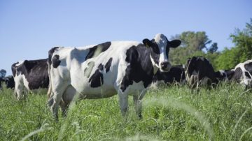 Monte Quemado: ganadero denunció a su ex empleado por la desaparición de 70 vacas