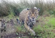La yaguareté Janaína apareció con dos nuevas crías en Foz de Iguazú