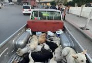 Marruecos enfrenta denuncias de matanza masiva de perros antes del Mundial 2030