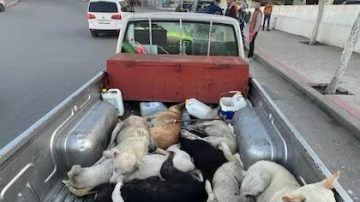 Marruecos enfrenta denuncias de matanza masiva de perros antes del Mundial 2030