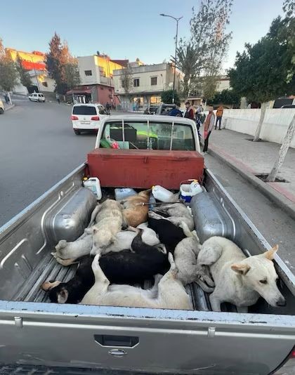 Marruecos enfrenta denuncias de matanza masiva de perros antes del Mundial 2030